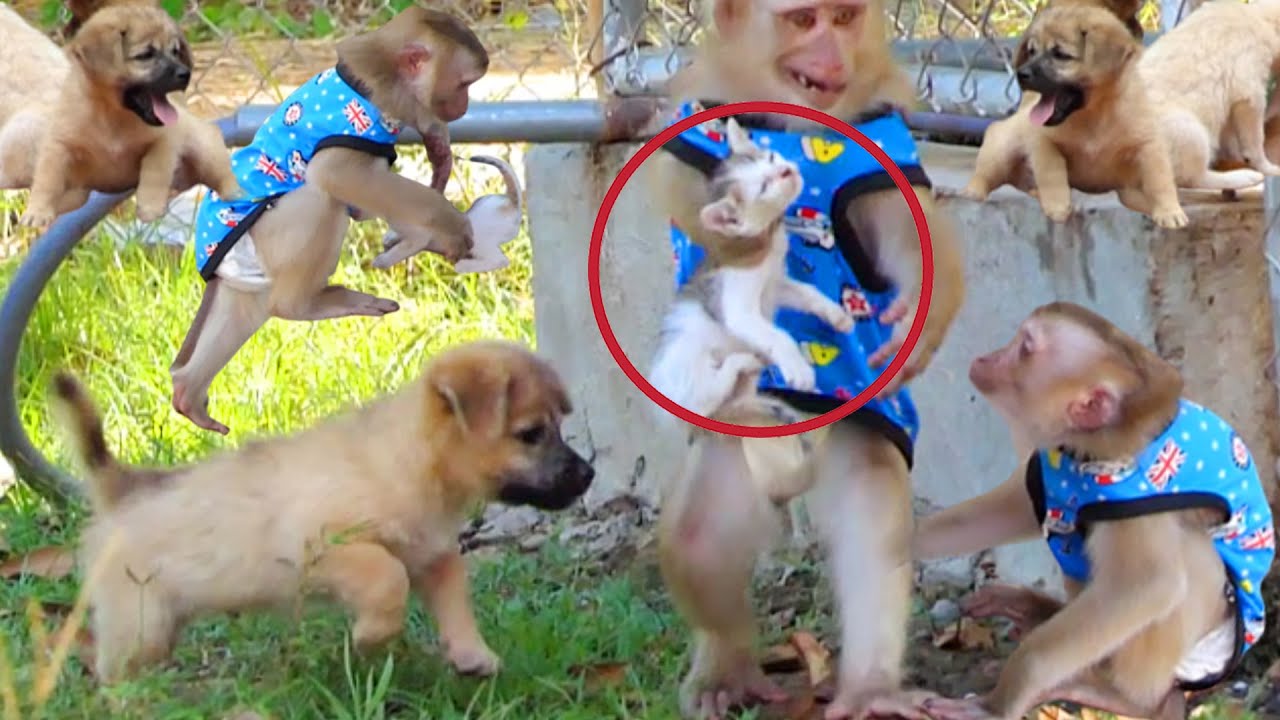 Really sad! An abandoned kitten lost monkey Achu