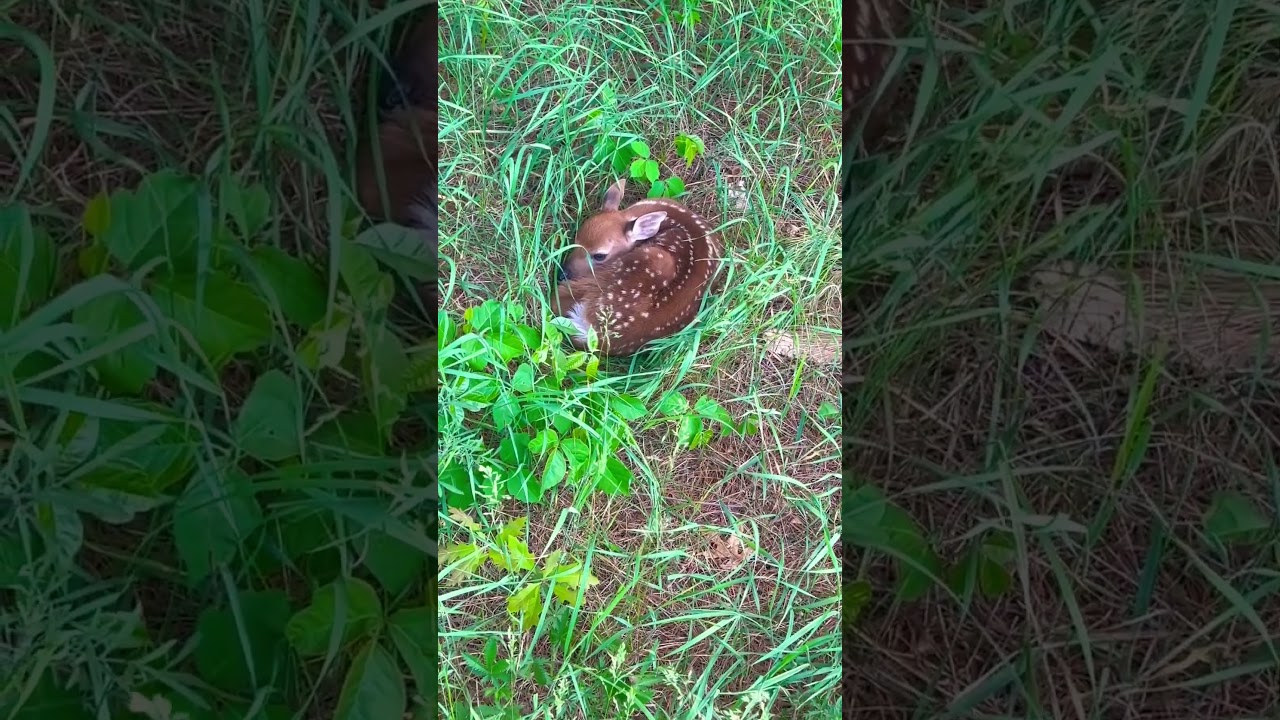 DO NOT TOUCH a baby fawn if you walk up on it. Mama isn&rsquo;t far. #hunting #deer #fawn #explore #fall