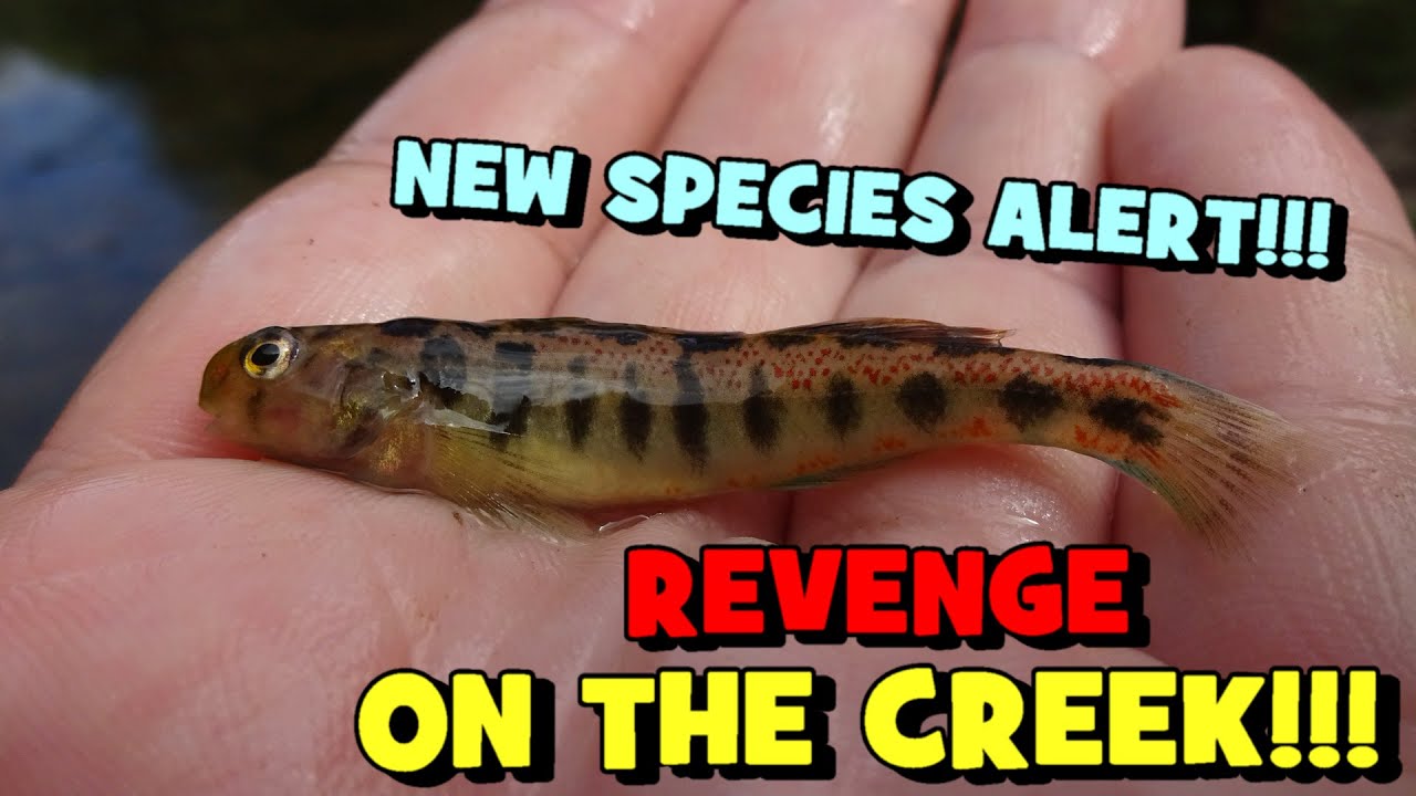 I WENT BACK to FINISH What I STARTED...! (More New Species ALERT!)