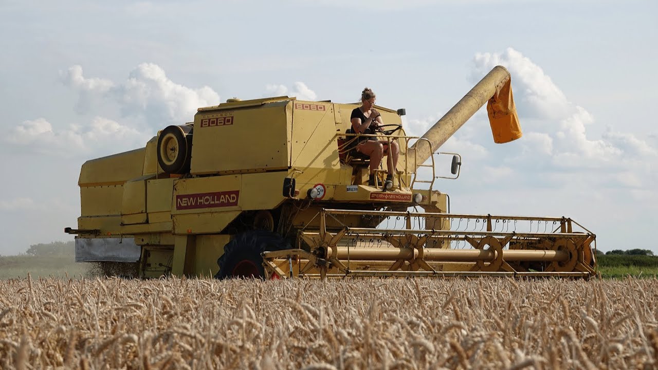 Classic Combine | New Holland Clayson 8060 cabrio | Classic wheat harvest | 1970s combine