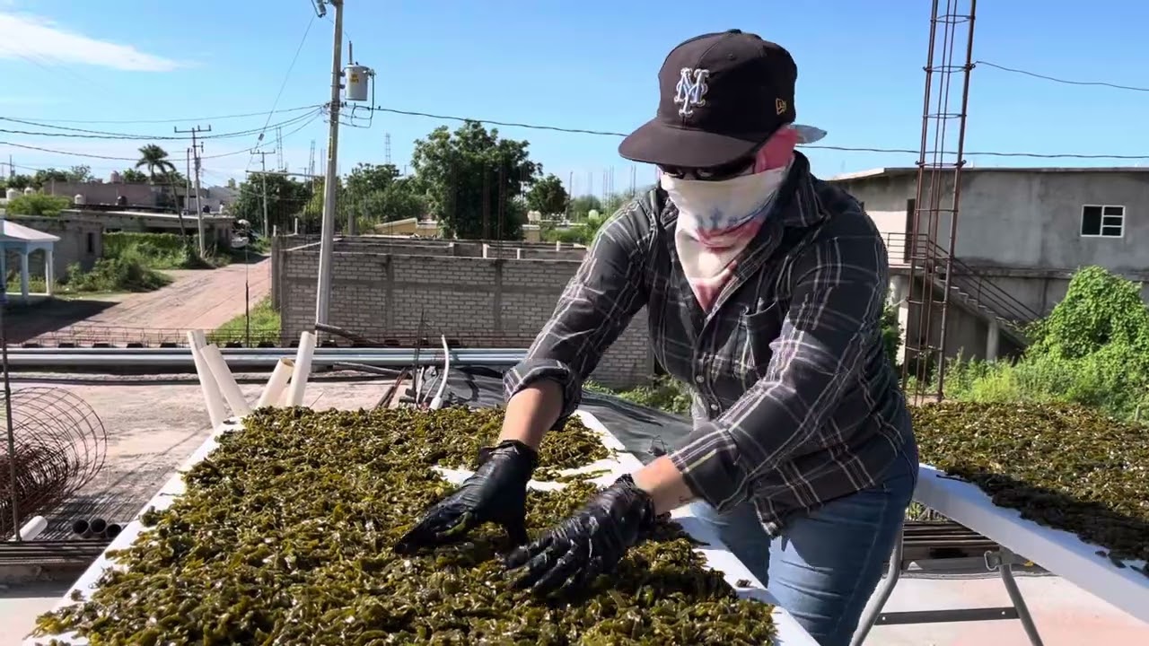 Deshidratado de Nopal
