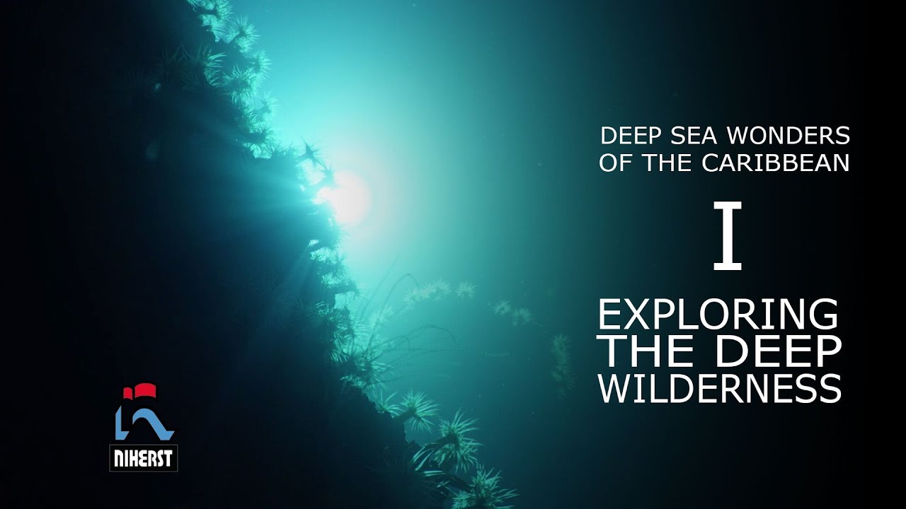 Deep Sea Wonders Episode 1: Exploring the Deep Wilderness