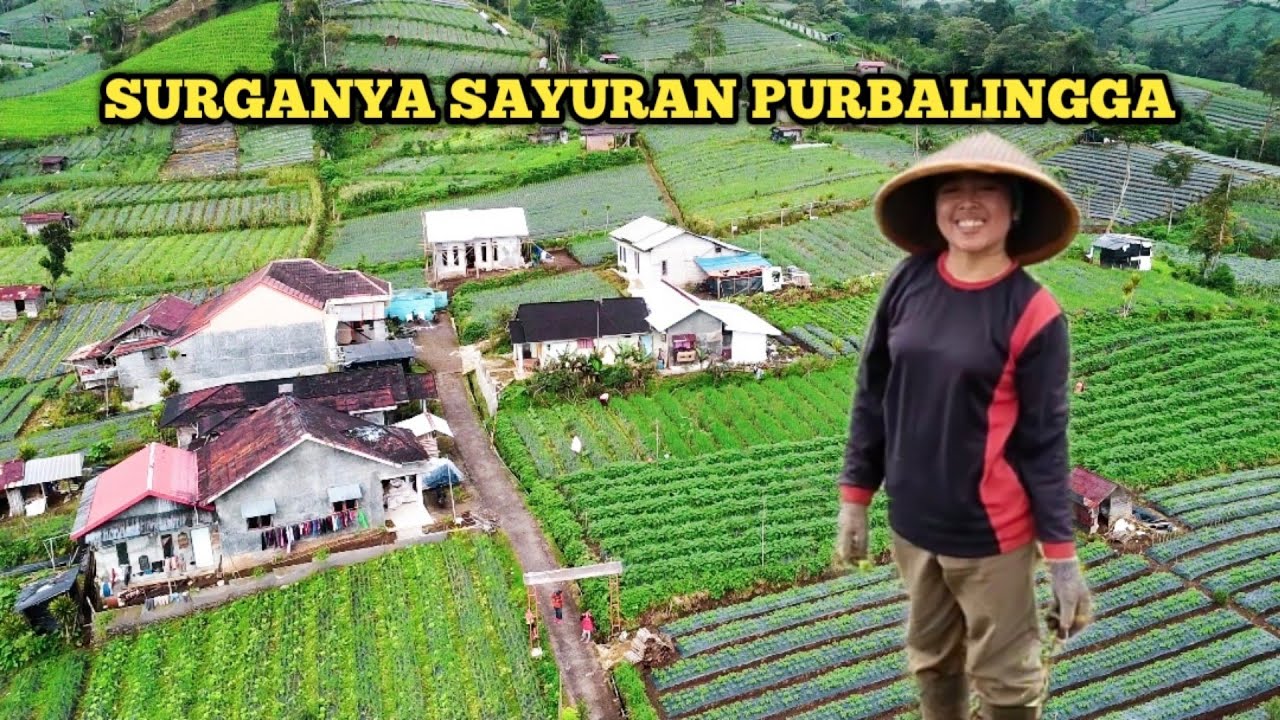 Kampungnya Petani Sayur TERLUAS Di Purbalingga. Hidup Nyaman Dengan Cara Sederhana
