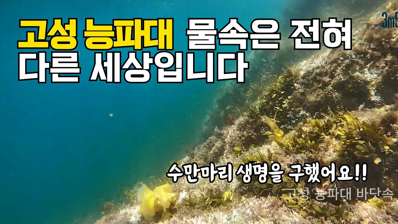 강원 고성 능파대 바닷속 탐험, 수만마리 작은 생명도 구했습니다!