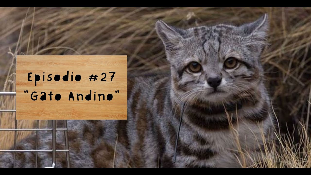 Episodio N°27 