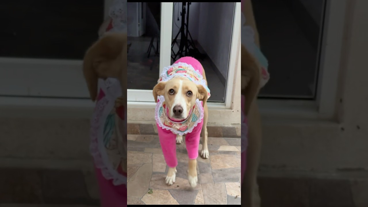 Los vasos de mam&aacute; Benita #parte4 la venganza de los mandiles 😈 #SummerOnShorts