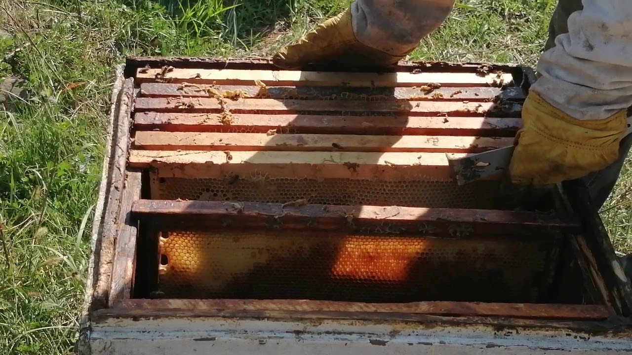 მეფუტკრეობა (mefutkreoba)