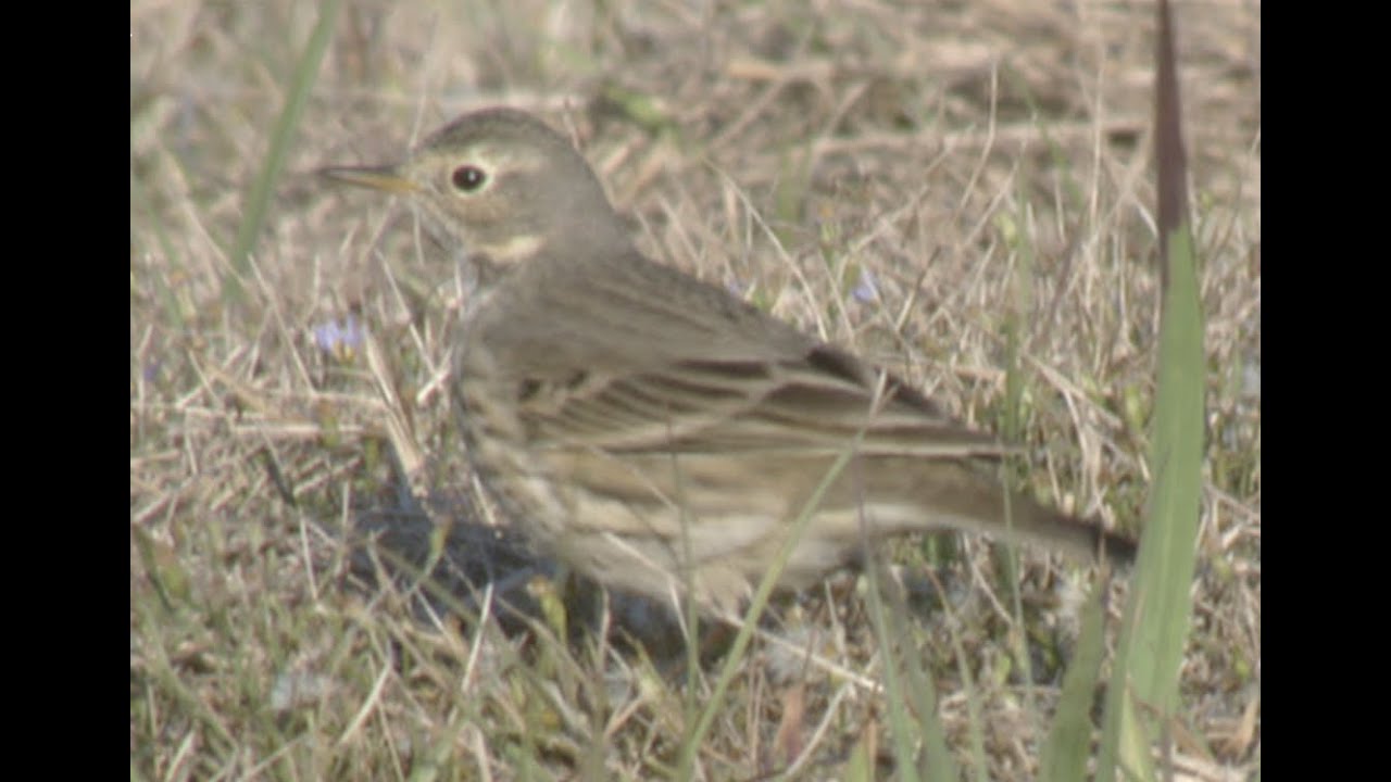 American Pipit