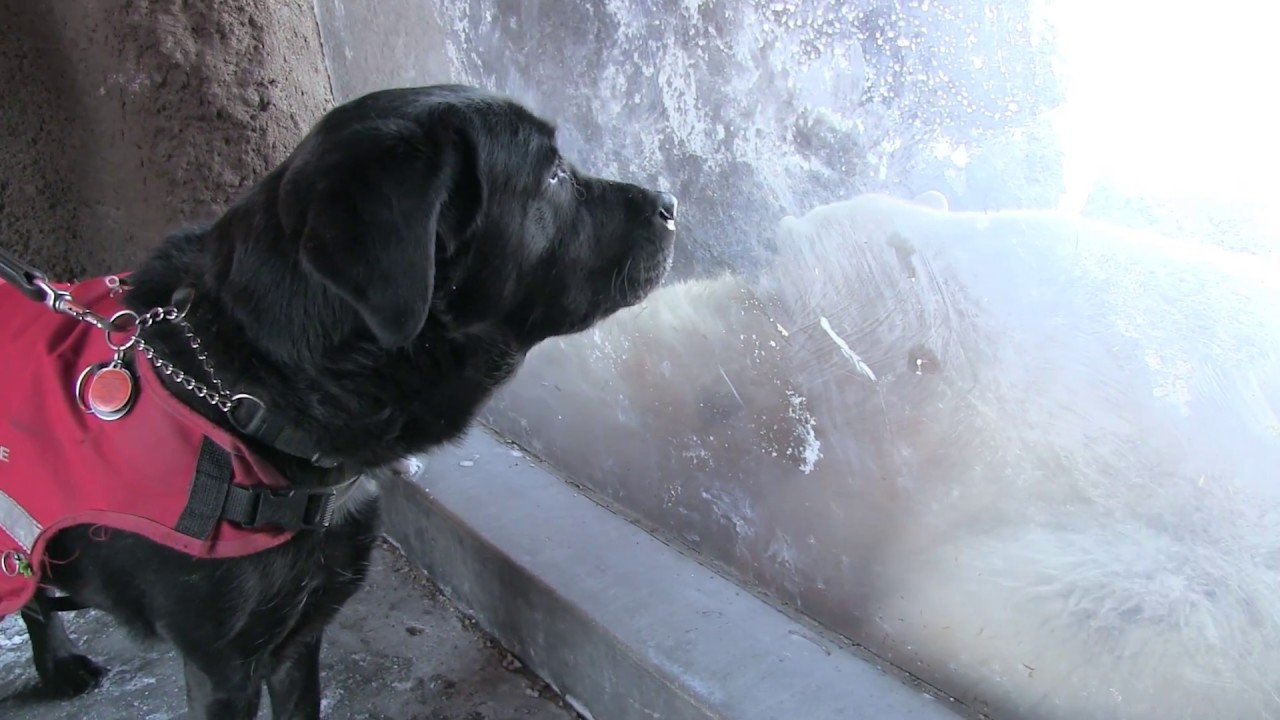 Tommy visits Polar Bears at Assiniboine Park Zoo Winnipeg with Laura and Paul