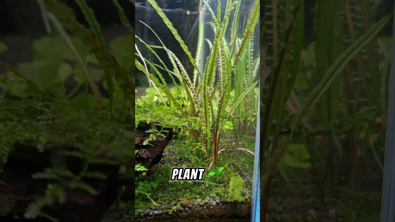 How not to melt your cryptocorynes🌿 #plants #aquarium #tips #fish #animal #entertainment