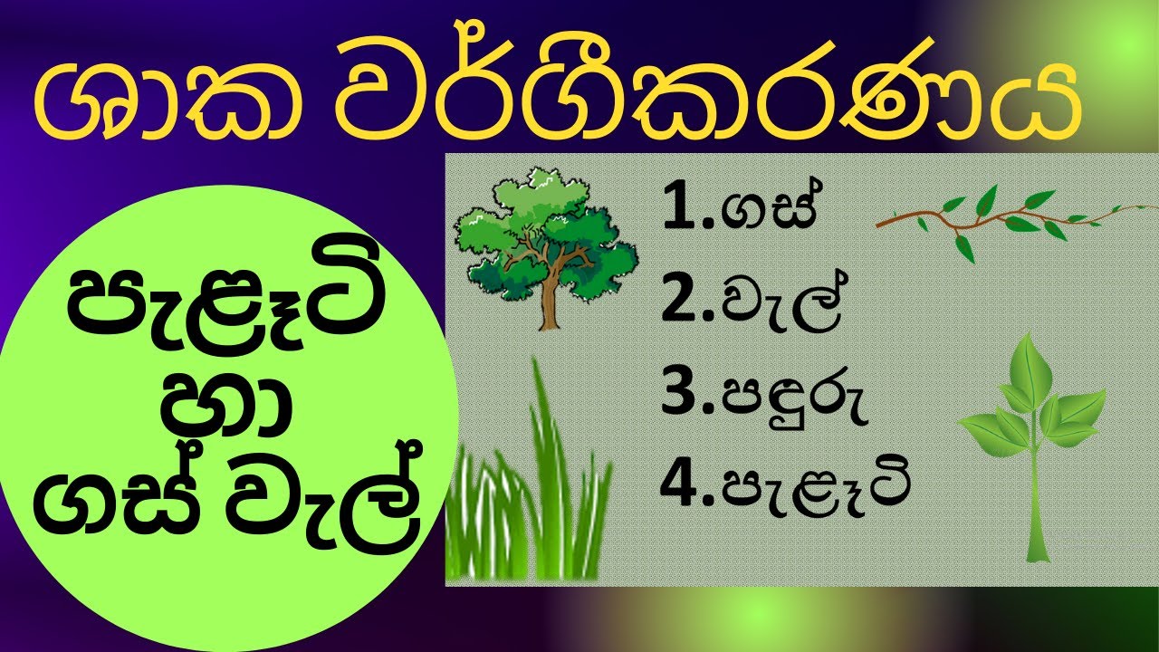 Palati ha Gas wal/ පැළෑටි හා ගස් වැල්/ Grade 3 Parisaraya/ 2021 Scholarship/  Niwanthika Teacher