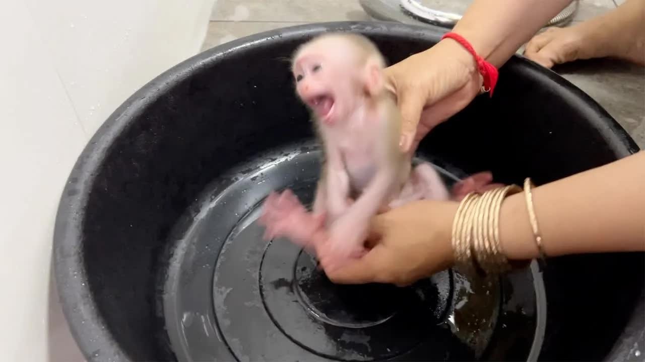 Baby Monkey Tauch Sharply Reject To Mom Clean His Old Diaper