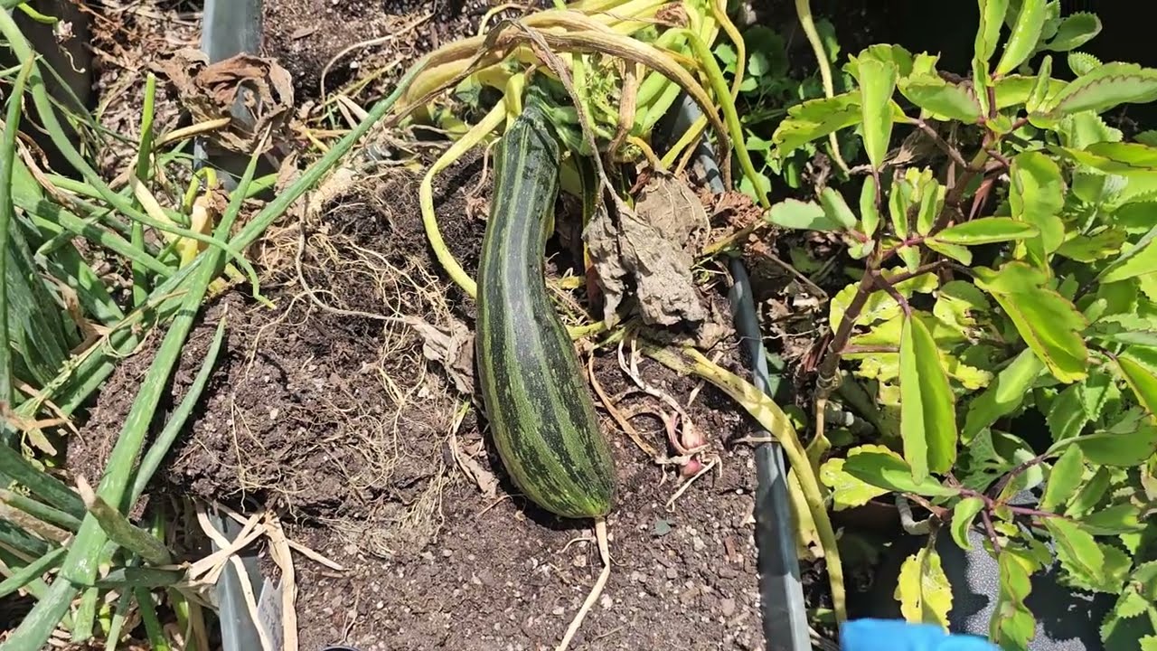 How To Grow Zucchini In Grow Bags | cocozelle Zucchini Plants.