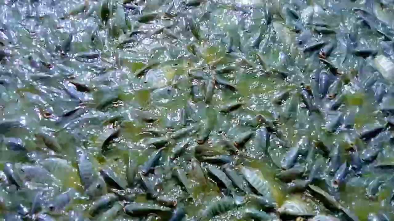 তেলাপিয়াপাঈসকিভাবেচাষকরেএইভিডিওদেখুন