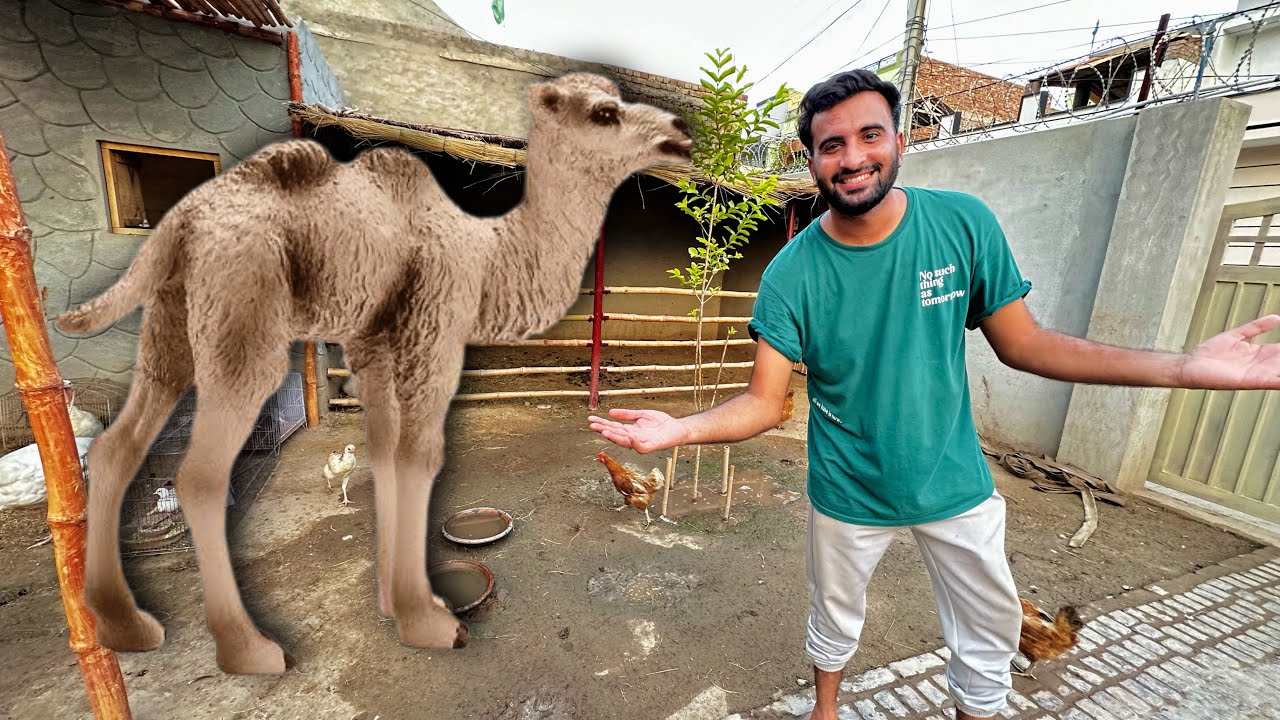 Hum Baby Camel Le Rhy Hain😍