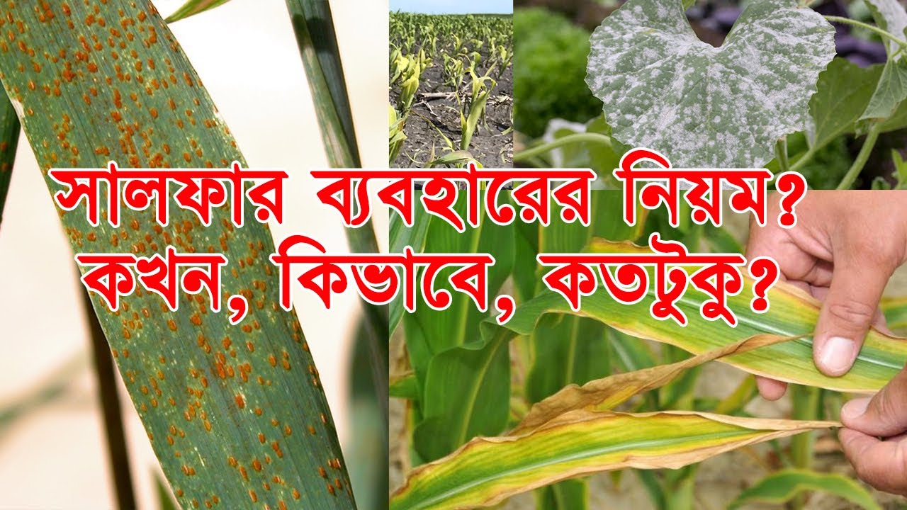 How to use Organic Sulfur on plants? সালফার ব্যবহারের নিয়ম? কখন, কিভাবে, কতটুকু?
