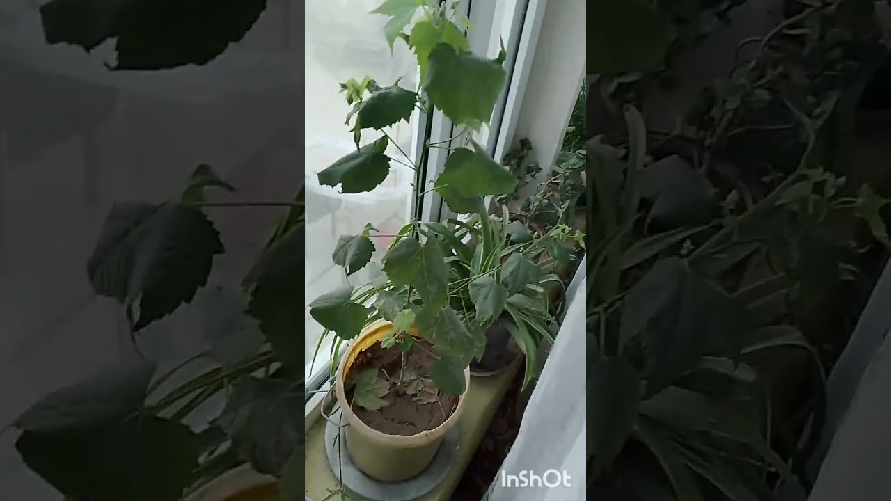 @ Мо хона гуфта саломатимона аз даст додем Танҳо Занҳо дароен ҳамкорӣ номери Ватсап+7951 883 75 81