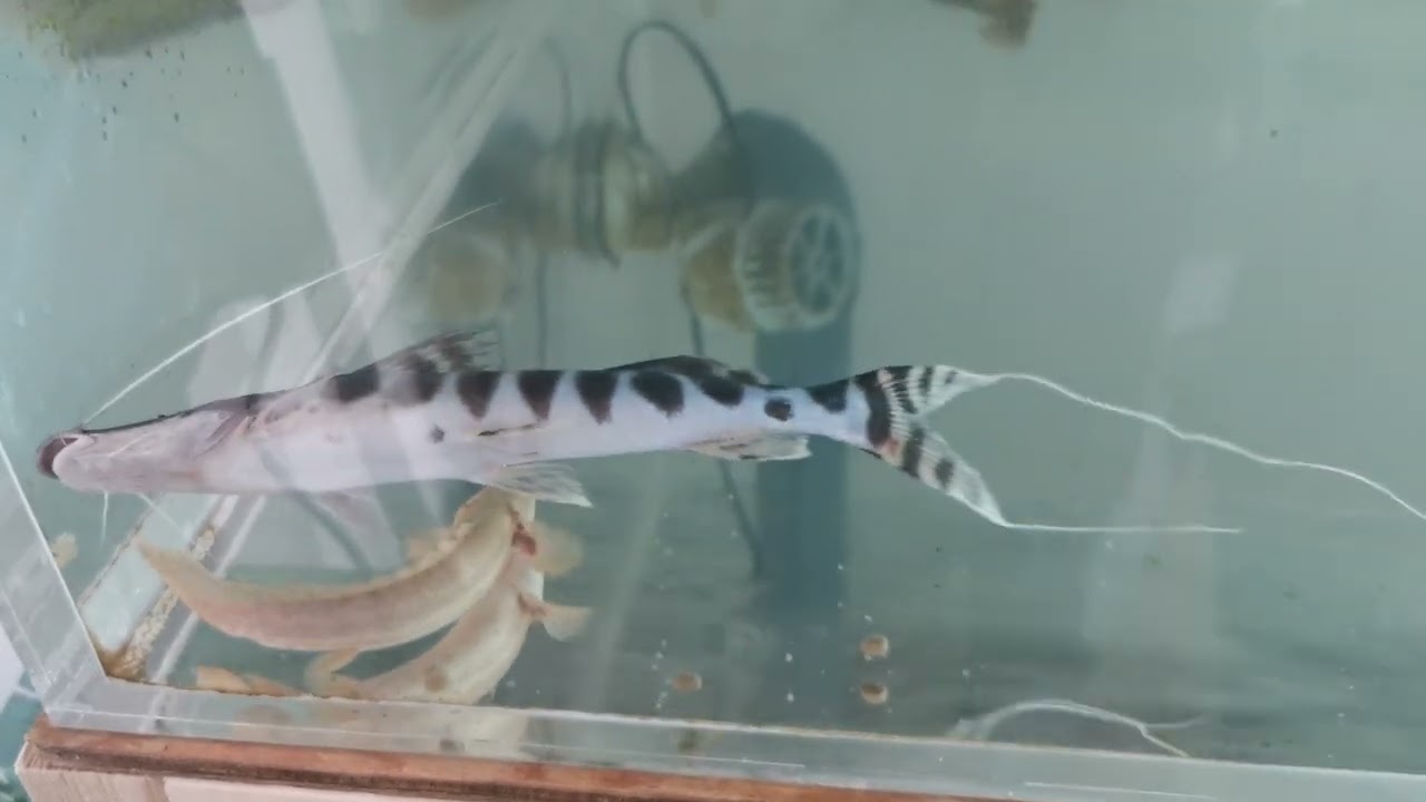 120cm水槽 ゼブラキャットの最後 スポッテッドバラムンディ ポリプテルス 大型魚混泳