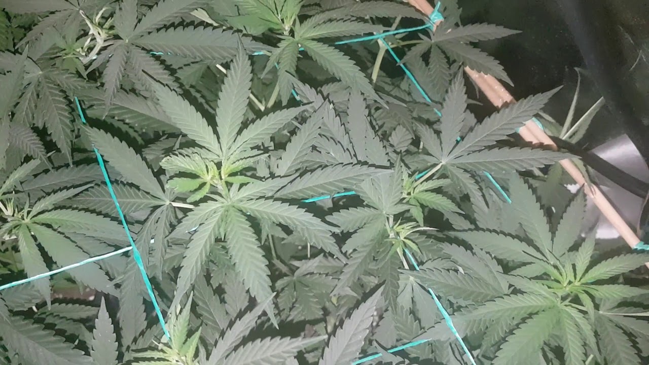 Critical Super Silver Haze LED Grow Veg day 42 week 6. Mark