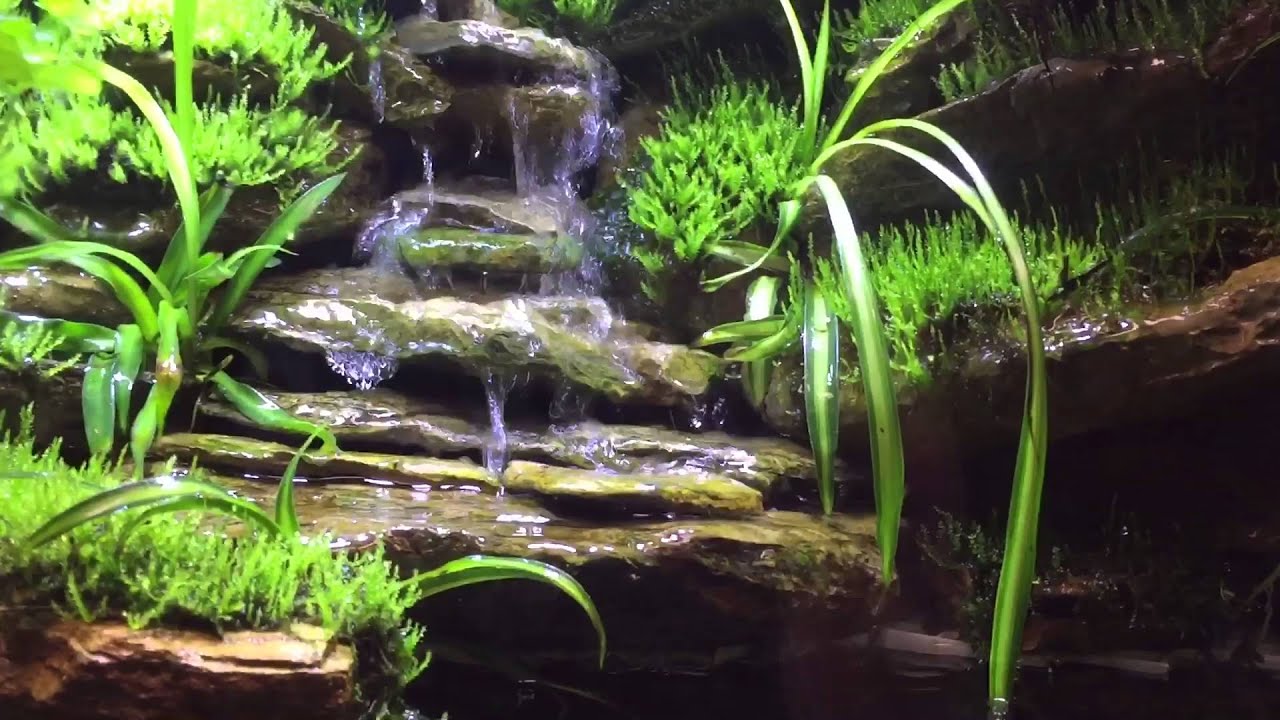 Paludarium 2 week update waterfall