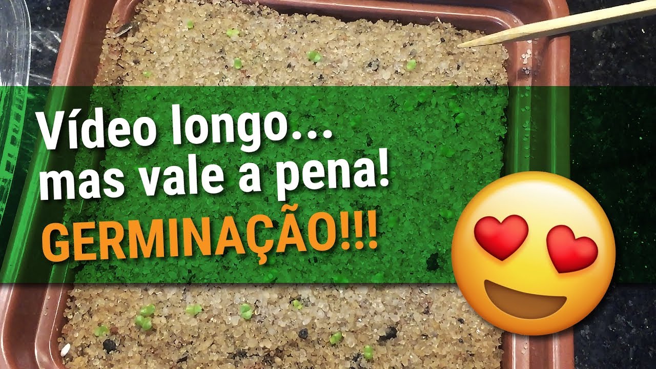 COMO GERMINAR SEMENTES DE CACTOS E SUCULENTAS - PASSO A PASSO