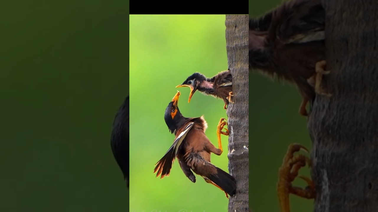 The starlings who deliver food in the rain #shorts #party #comedy #ratantata #birdfeeding #birds