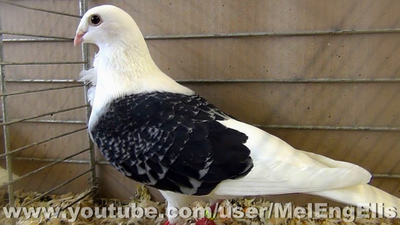 Best of Pigeons Cravat&eacute;s - Owl Pigeon - M&ouml;vchentauben