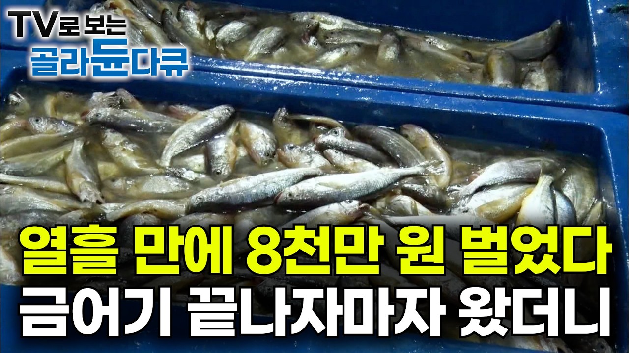 열흘 만에 8천만 원 벌었다. 금어기 끝나자마자 서둘러 투망했더니｜해 떨어진 새벽 4시에 그물 올리는 이유｜제주도 참조기잡이｜극한직업｜#골라듄다큐