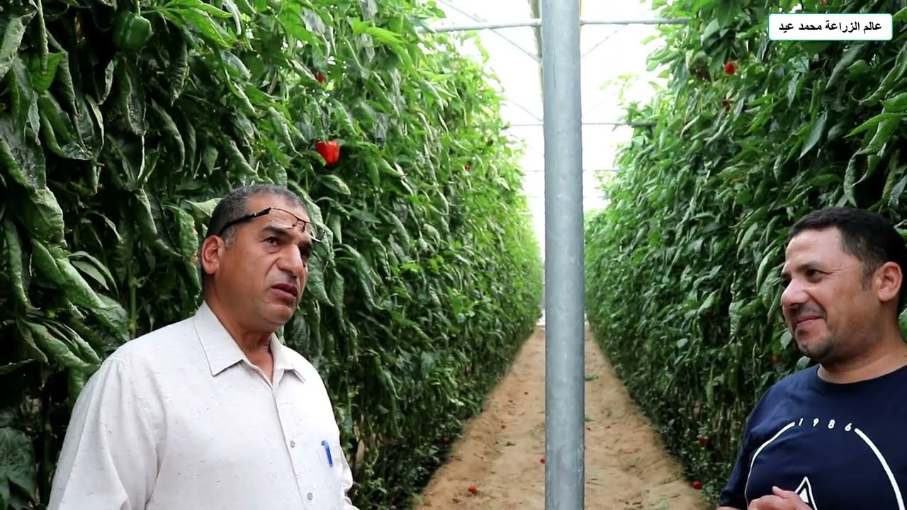 أسرار زراعة الفلفل الحلو مع خبير زراعة الفلفل المهندس خالد خليفة وكيف يستمر نبات الفلفل لاكثر من سنة