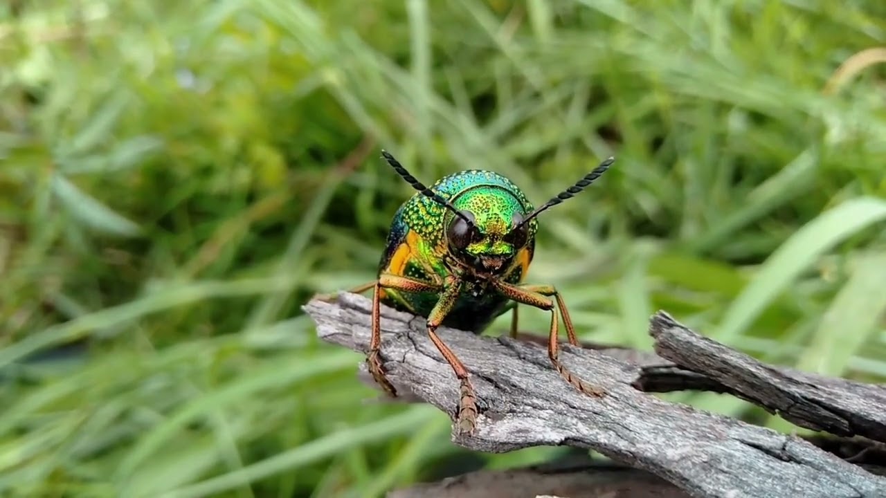 nature | Jewel bugs | Jewel beetle | rhinoceros beetle | insect | real & beautiful clip | 🐞🏞️🌄🤩😍🥰❤️💕