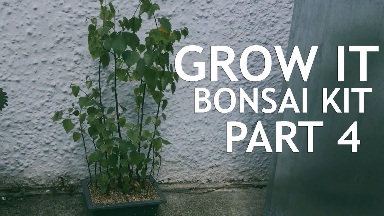 Grow It Bonsai Kit Part 4