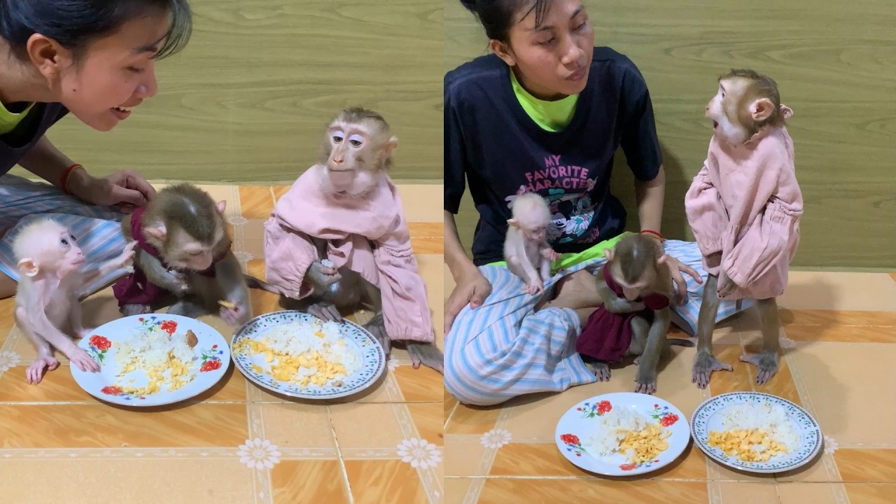Baby Monkeys’ Mealtime Fun 🐵🍚 So Cute & Adorable!
