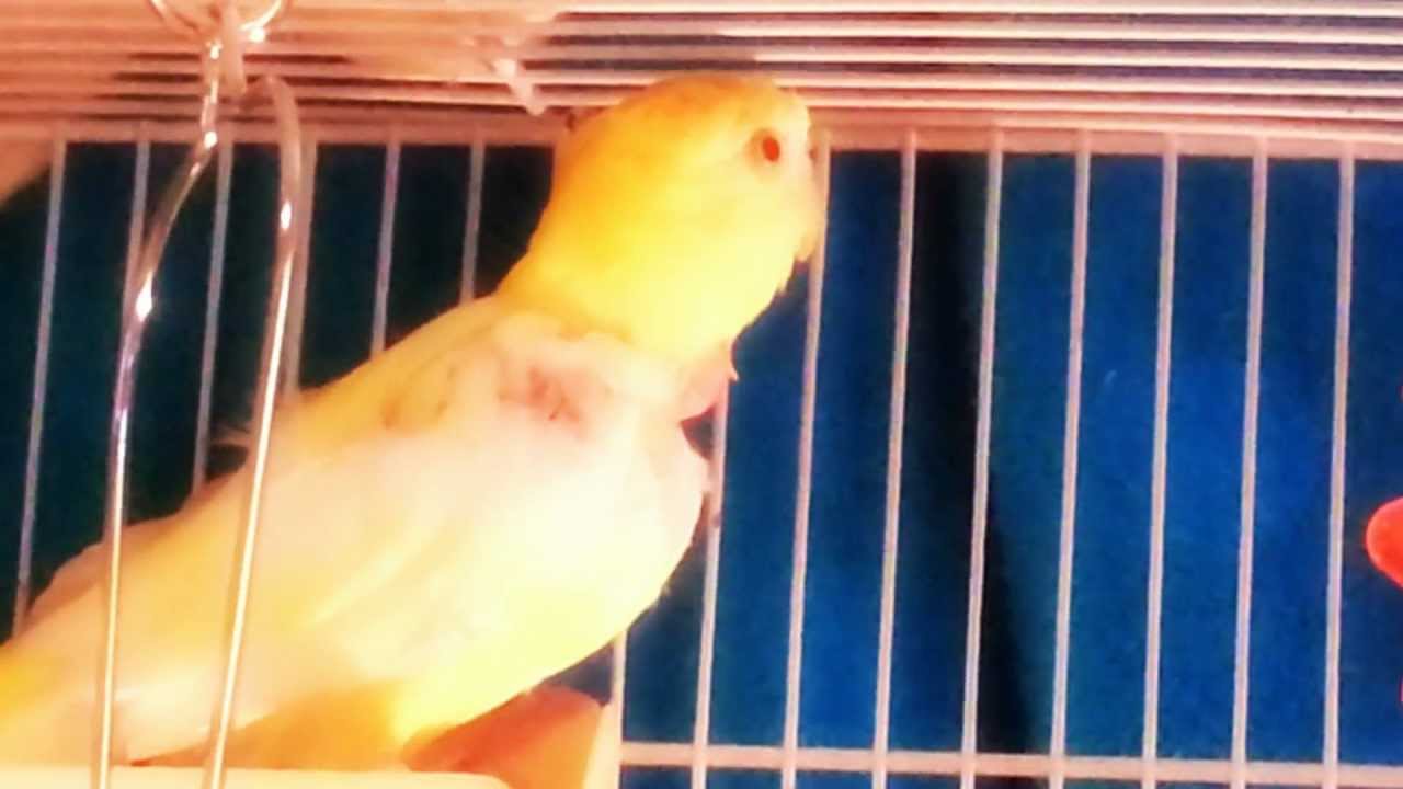 Red Rumped Lutino chirping