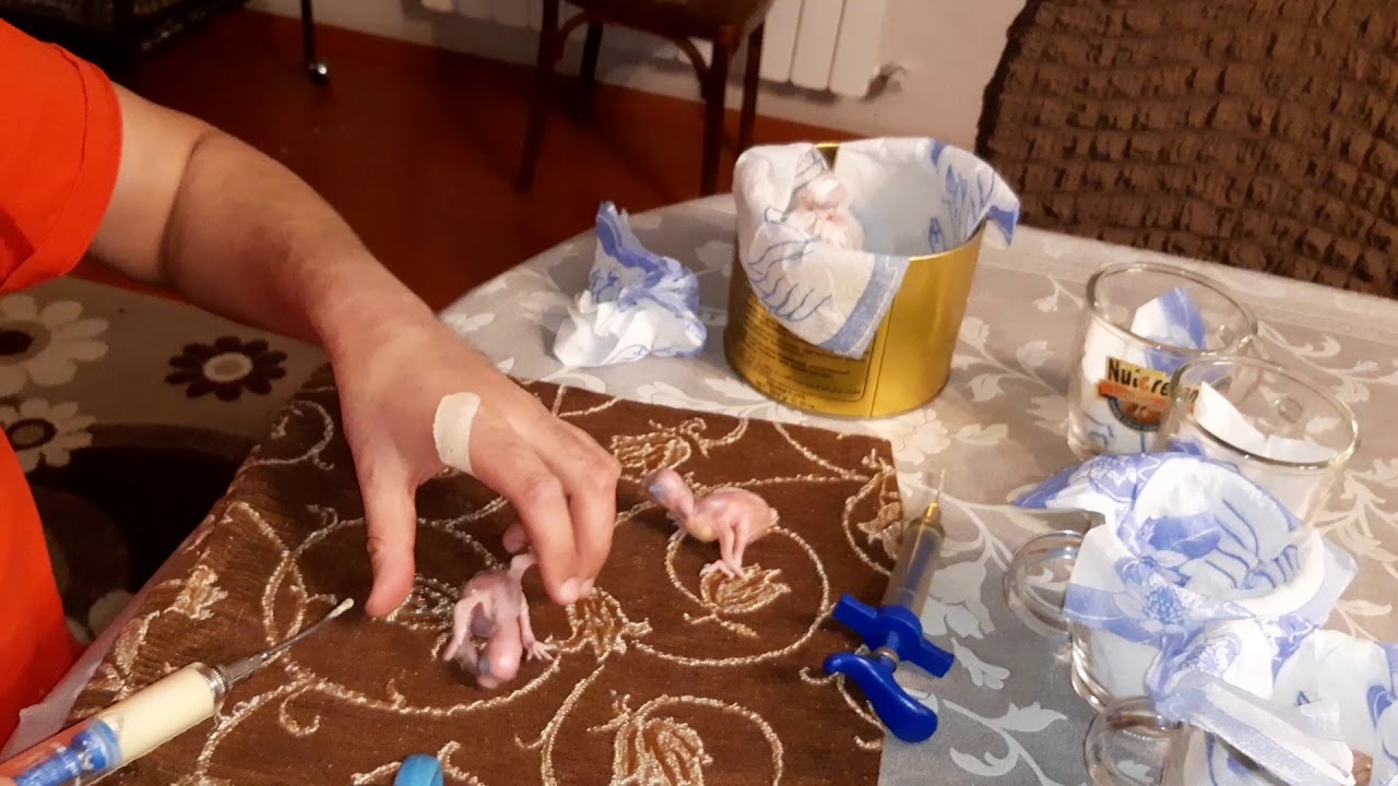 Papugay bala təzə yumurtadan çıxmış tutuquşunu necə yedizdirməlisən