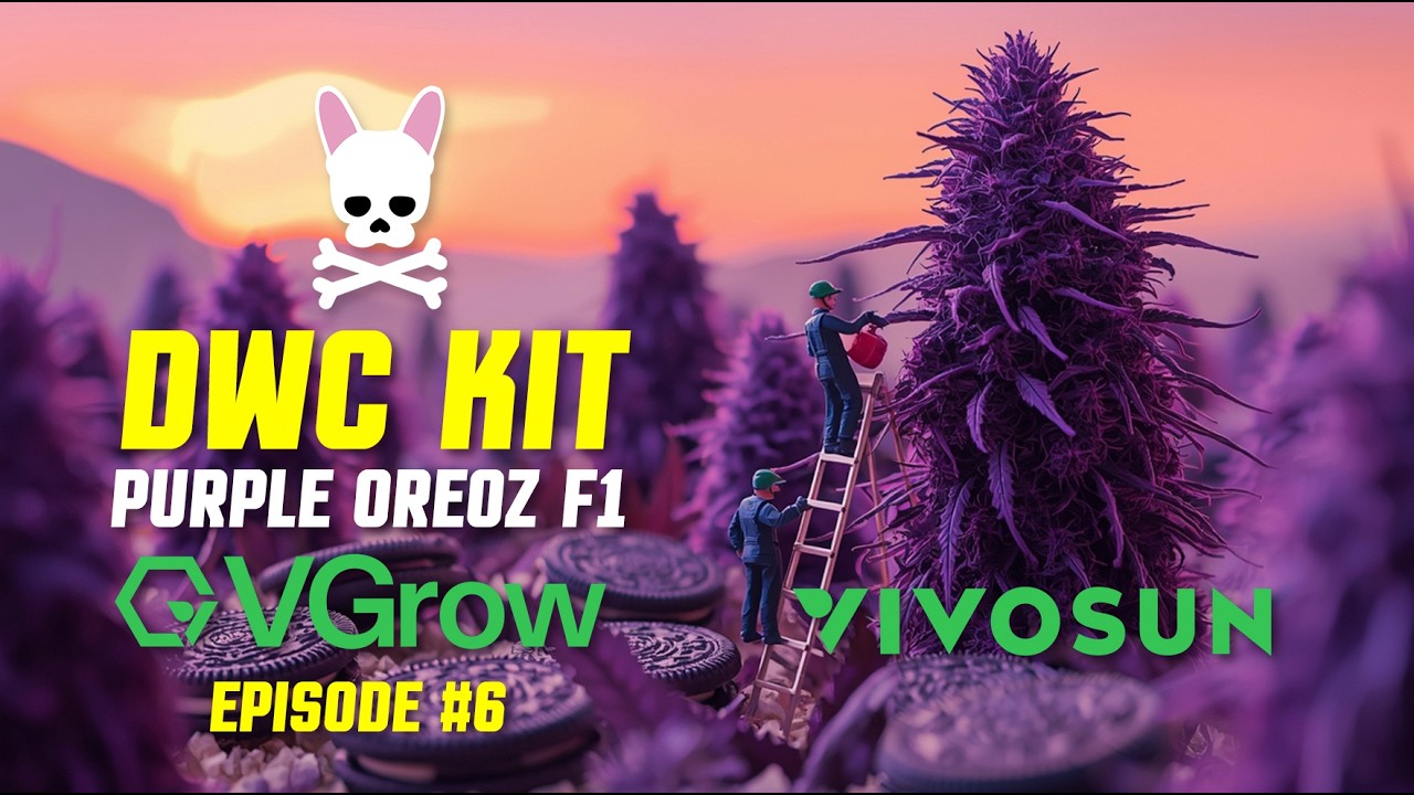 VGrow DWC - Purple Oreoz F1