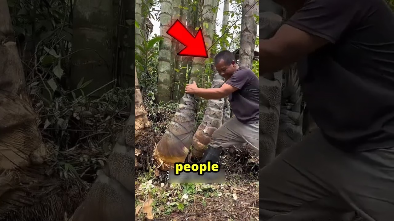 Китайские фермеры зарабатывают миллионы на бамбуке 🎋💰 