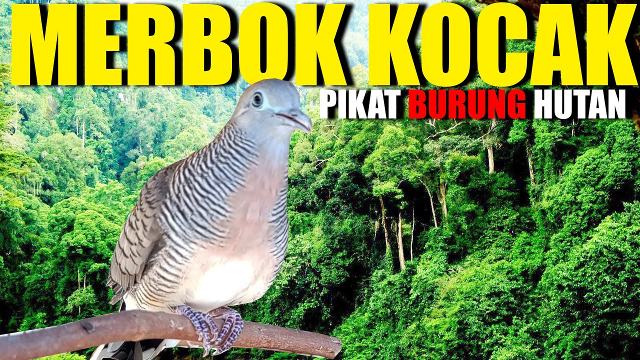 SUARA MERBOK UNTUK PIKAT  Merbuk Kampung Kocak