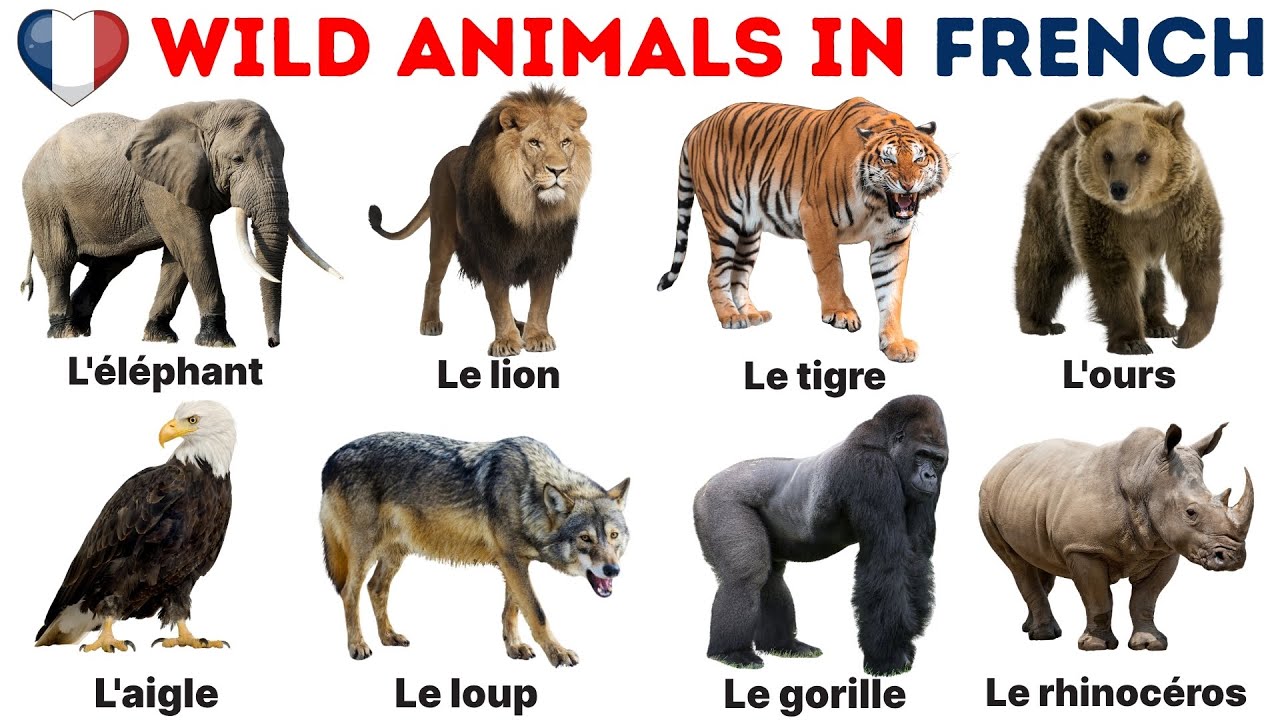 Wild Animals in French | Learn Wild Animals Names in French | French Vocabulary | Learn French