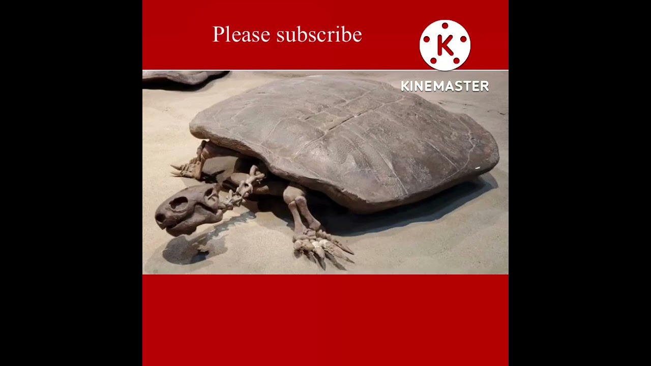 90-million-year-old Giant turtle fossil is bigger than a human