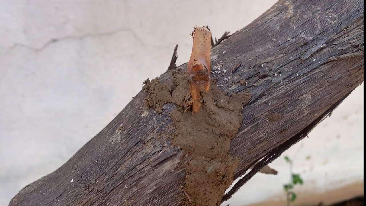 موتربەی مێو ڕێگەیەكی زۆر ئاسان , طريقة سهلة تطعيم العنب ، An easy way to graft grapes #grapes #graft