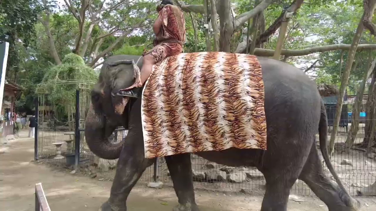 Pattaya Elephant Village