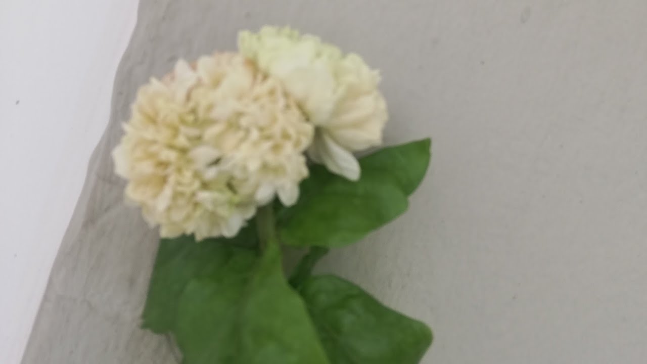 Full yasemini çiçeği bakımı ve çoğaltılması