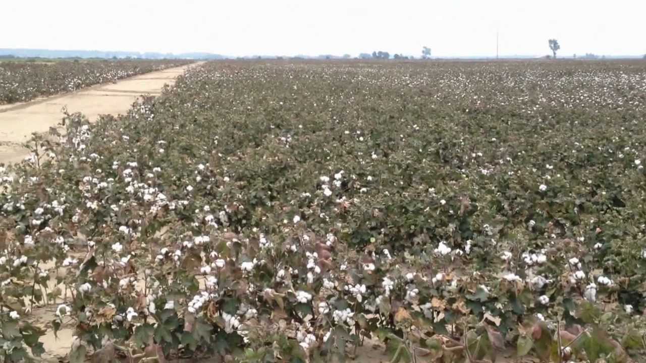 Defoliating Cotton -- Preparing for Cotton Harvest