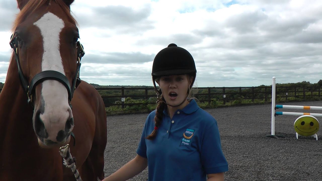 Checking your horse's back: Part 1 | Horse&Rider Magazine