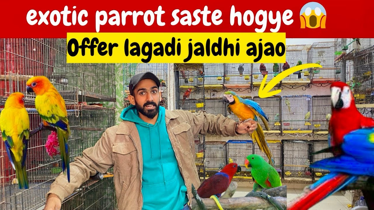 Parrot market saddar karachi latest wholesale price birds 2026 macaw parrot 🦜 