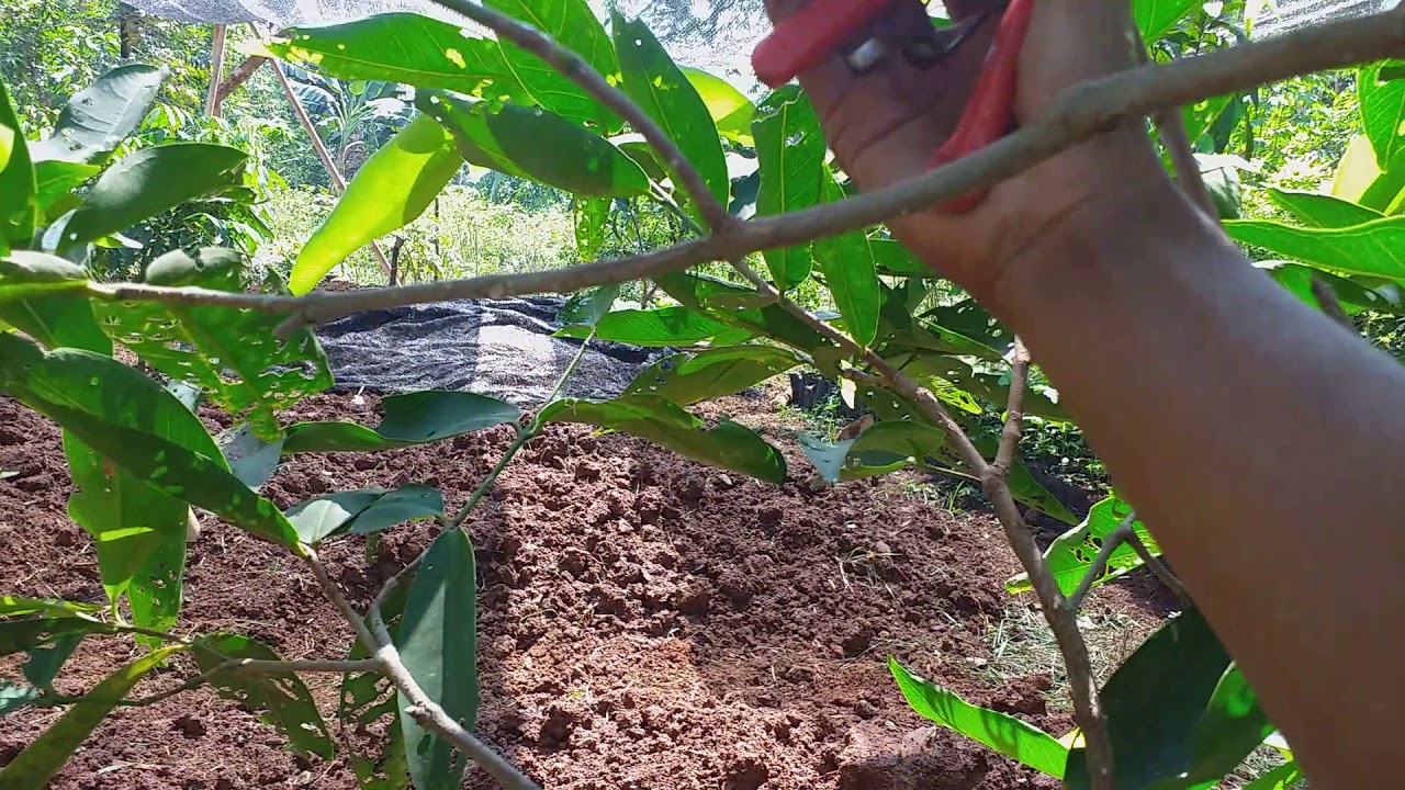 Cara supaya jambu air cepat buah lebat ditanah/dipot