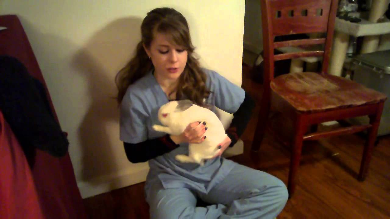 Rabbit Handling Basics