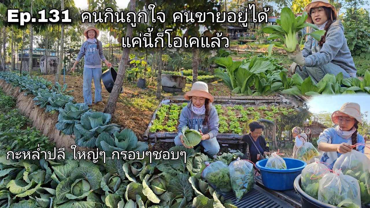 Ep.131 คนกินถูกใจ คนขายอยู่ได้ แค่นี้ก็สุขใจแล้ว|เก็บผักขายกะหล่ำปลีใหญ่ๆกรอบๆ