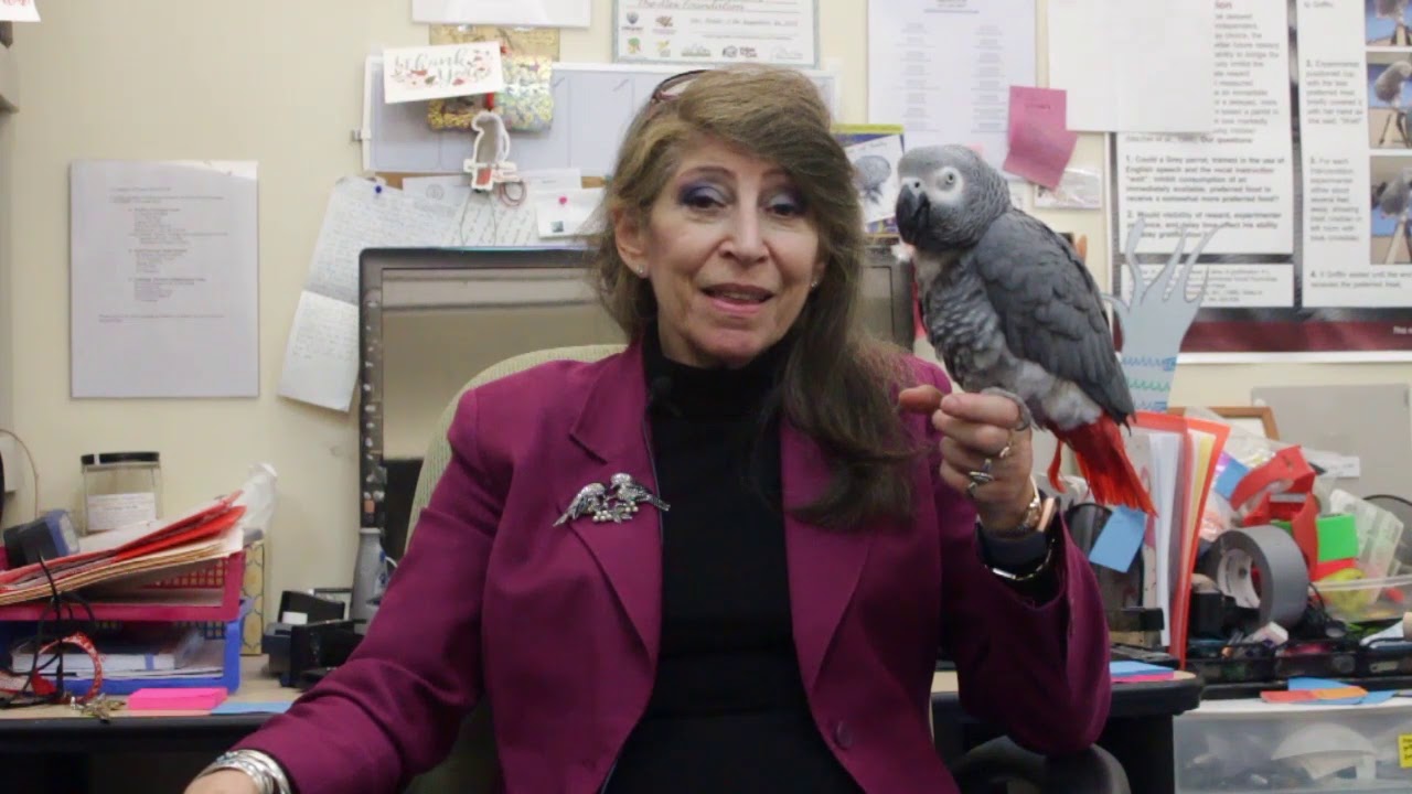 Irene Pepperberg Interview 2 - Surprising Findings