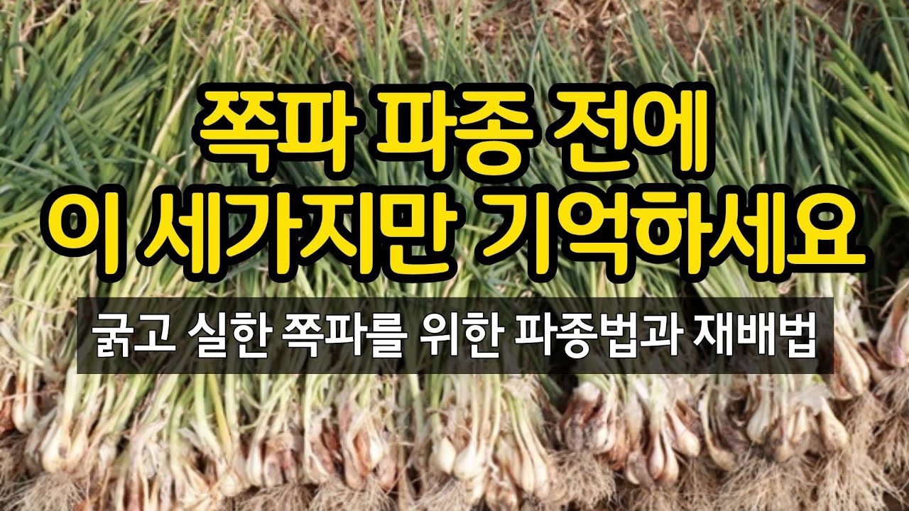 쪽파 파종 전에 이 세가지만 기억하세요 - 굵고 실한 쪽파 수확을 위한 파종법과 재배법